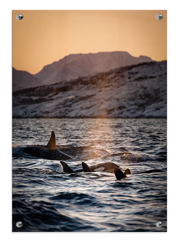 Hval Orca Family Plakat