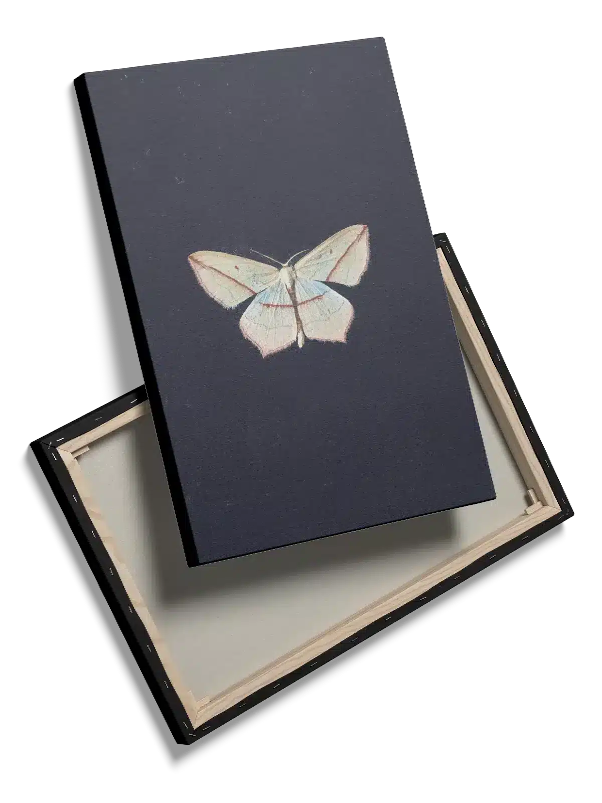 Insekt White Moth Plakat