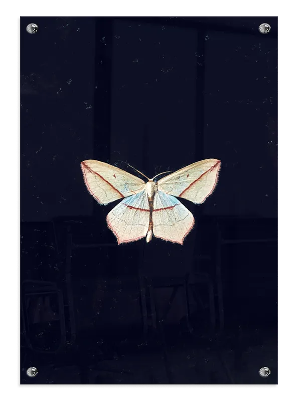Insekt White Moth Plakat
