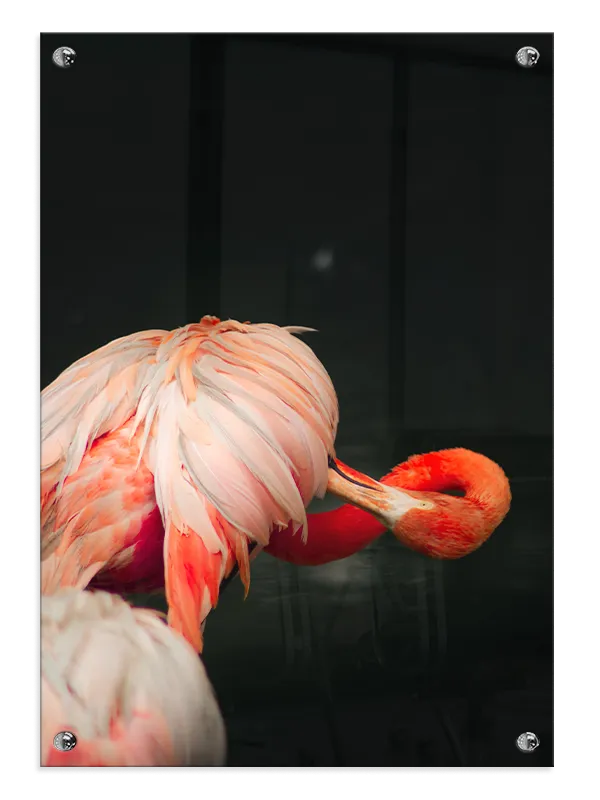 Flamingo Plakat