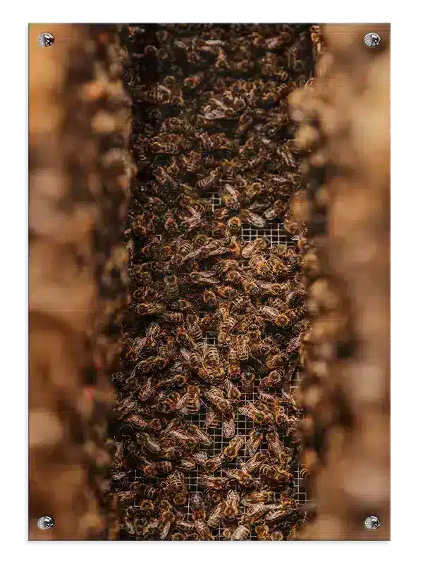 Honeybee Cluster Plakat