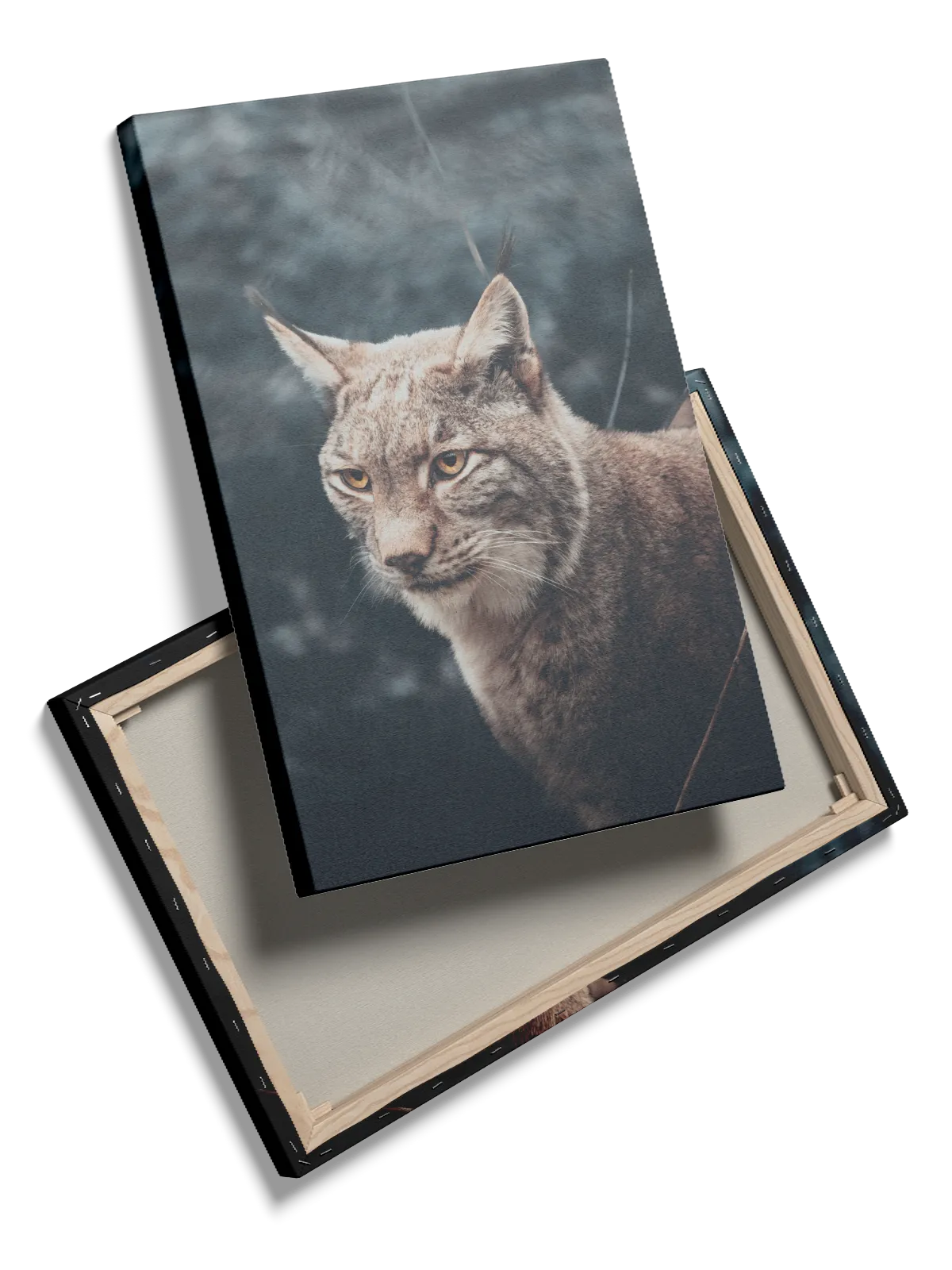 Ko Eurasian Lynx Plakat