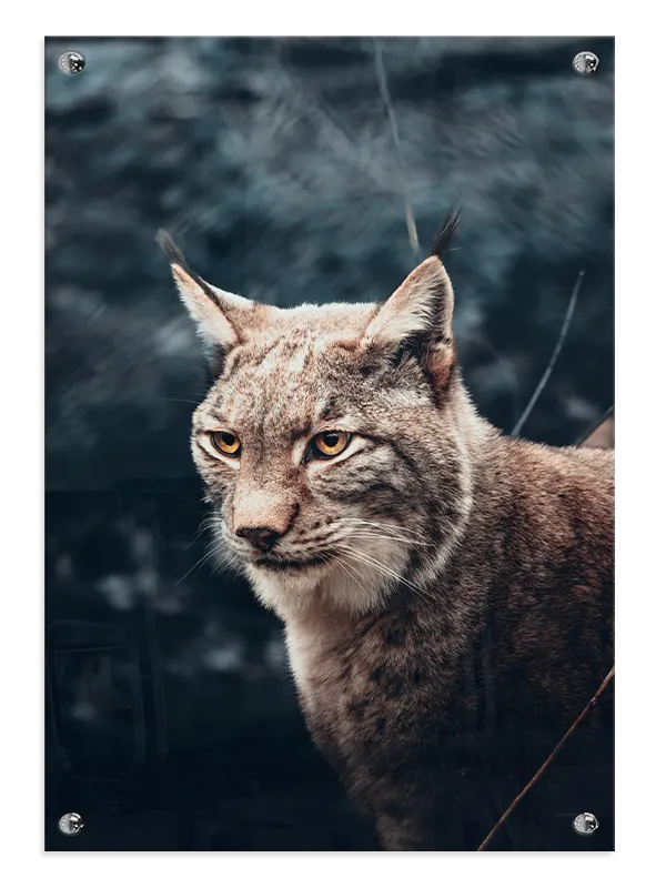 Ko Eurasian Lynx Plakat