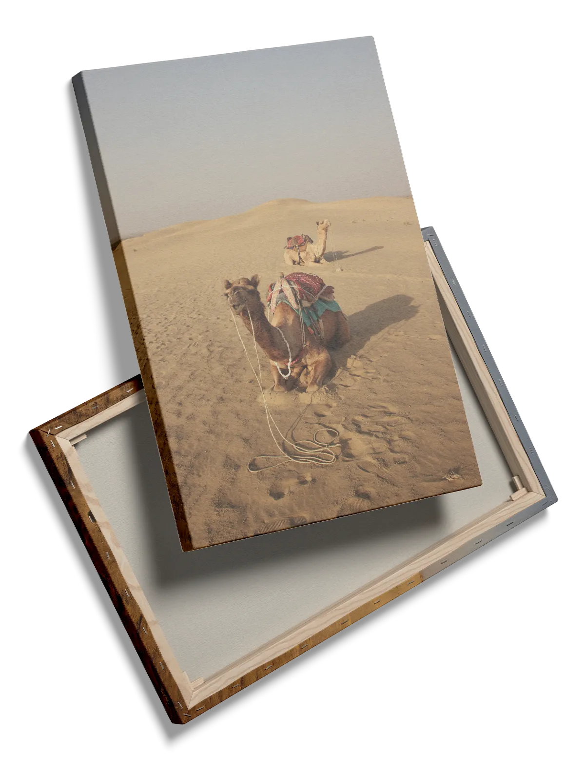 Tyr Dromedary Camel Plakat