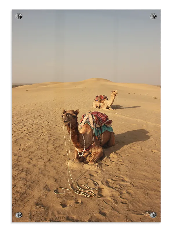 Tyr Dromedary Camel Plakat
