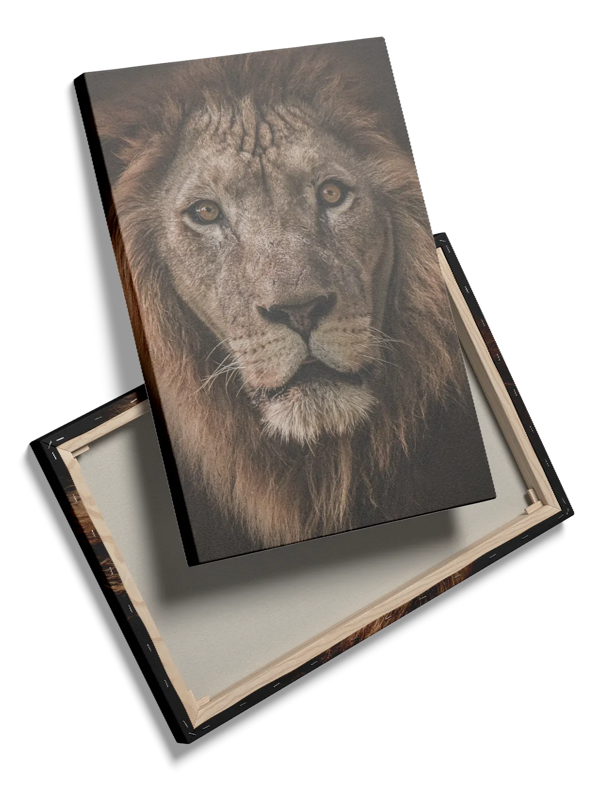 Lion Portrait II Plakat