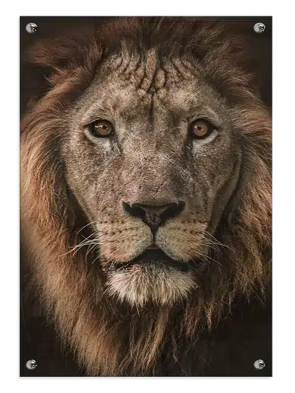 Lion Portrait II Plakat
