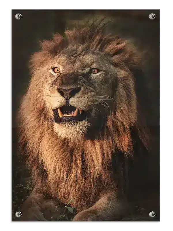 Lion Intense Closeup Plakat