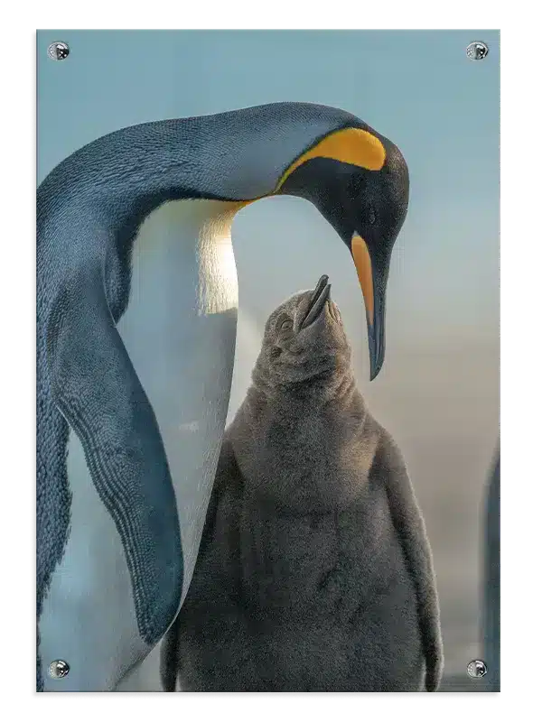 King Penguin Plakat No2