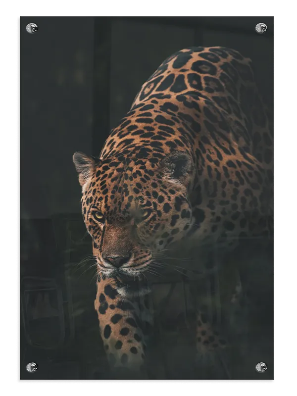 Ko Jaguar Plakat