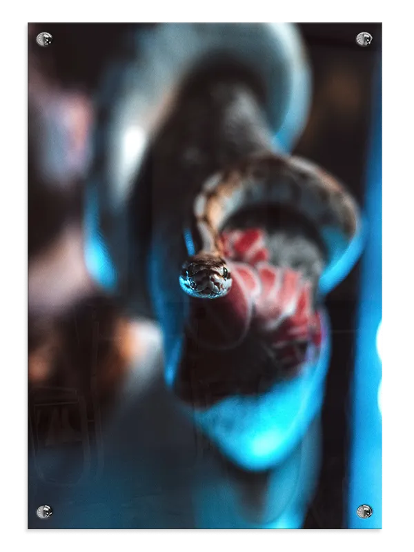 Bi Ball Python Plakat
