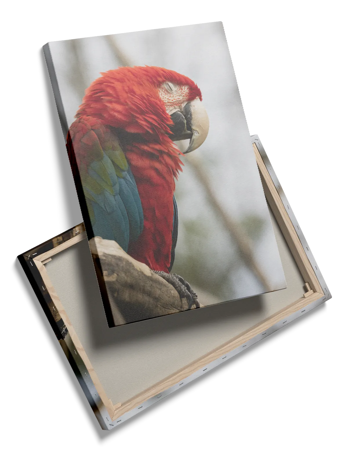 Papegøje Scarlet Plakat