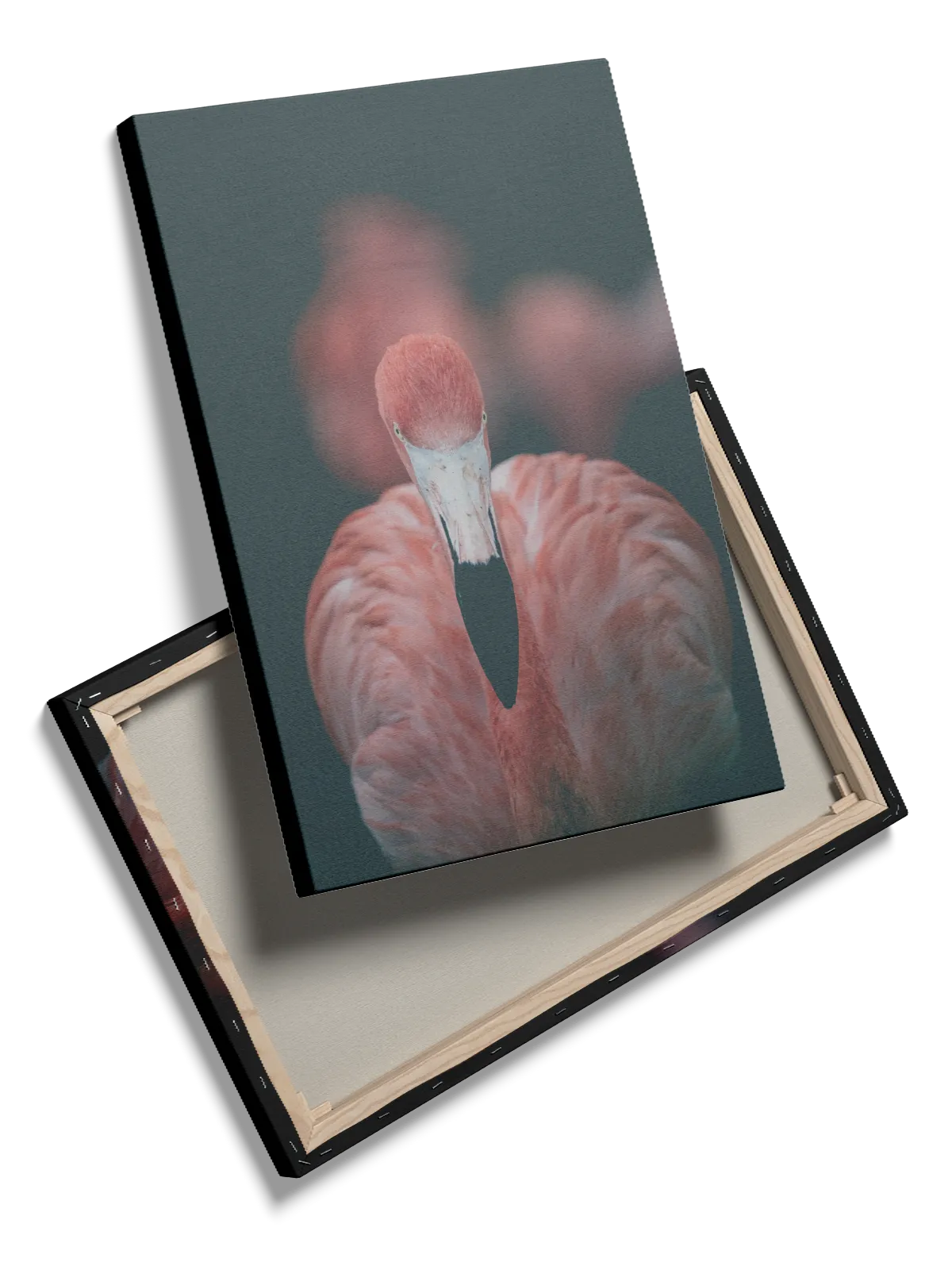 Flamingo Close Up Plakat