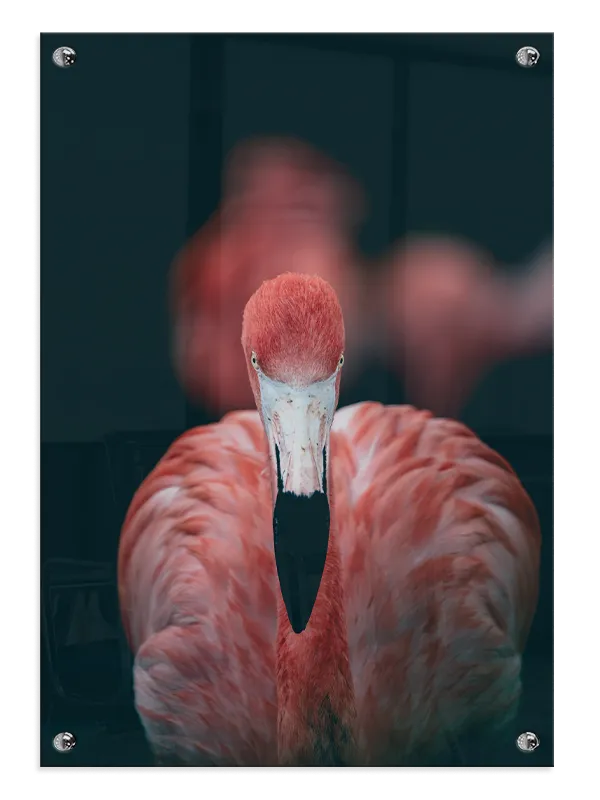 Flamingo Close Up Plakat