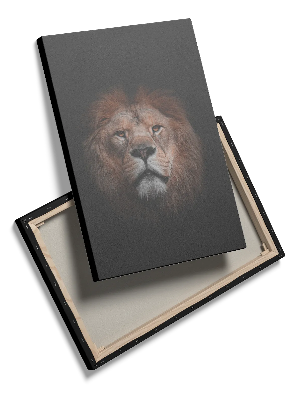 Lion Dark Background Plakat