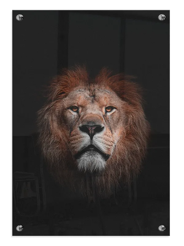 Lion Dark Background Plakat