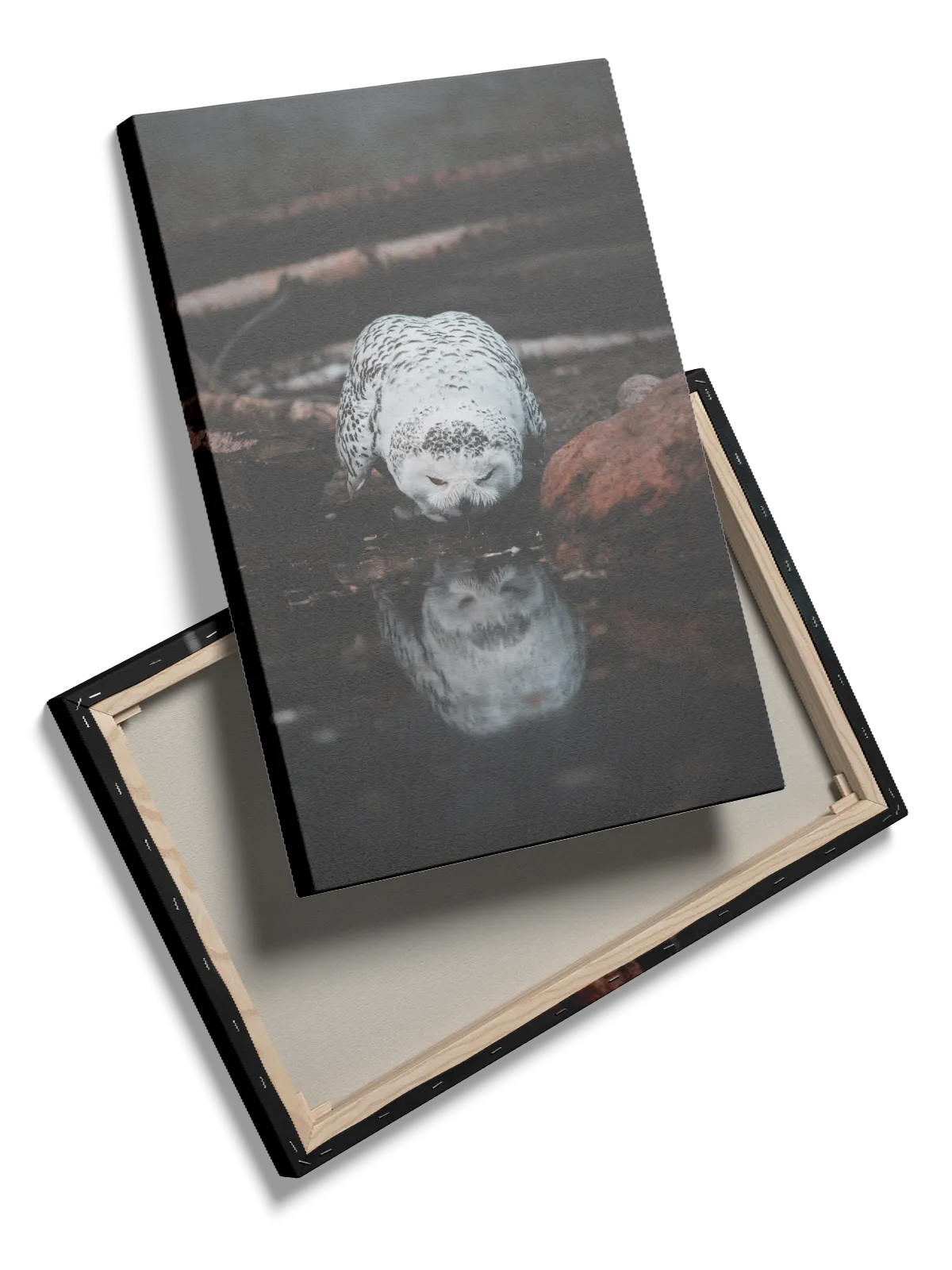 Snowy Owl Plakat
