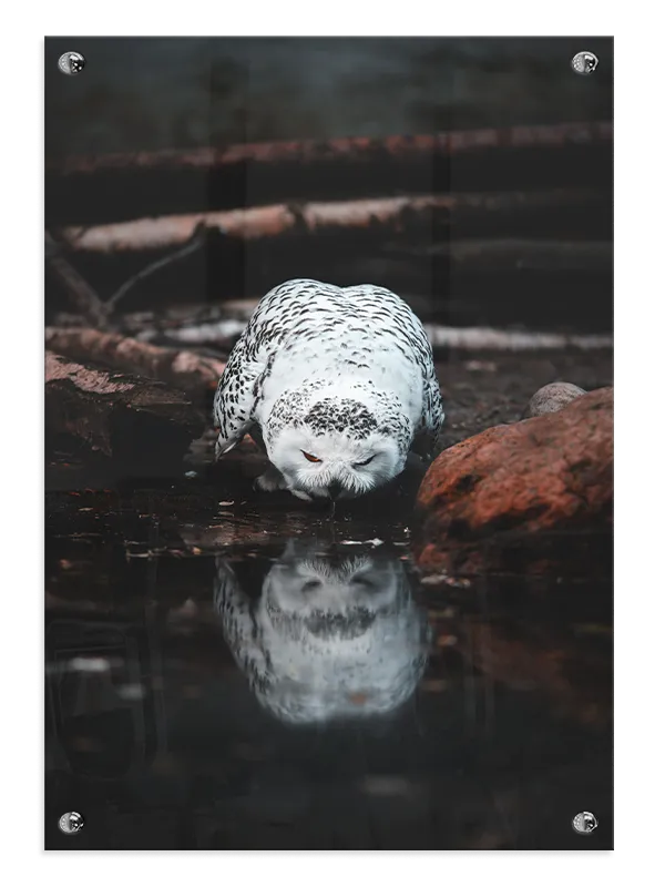 Snowy Owl Plakat