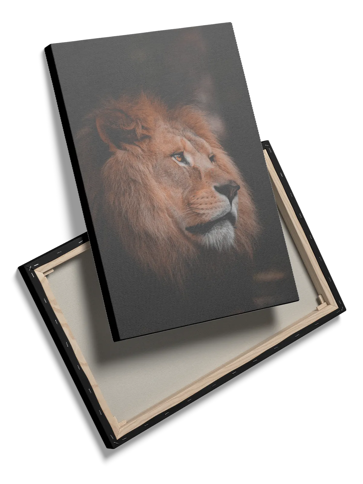 Lion Profile No3 Plakat