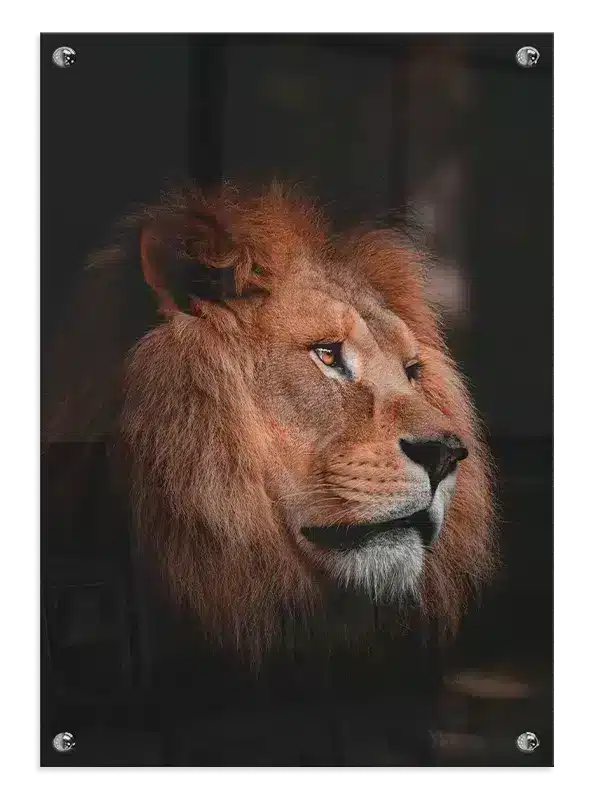 Lion Profile No3 Plakat