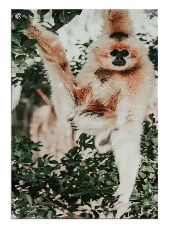 Abe White Cheeked Gibbon Plakat