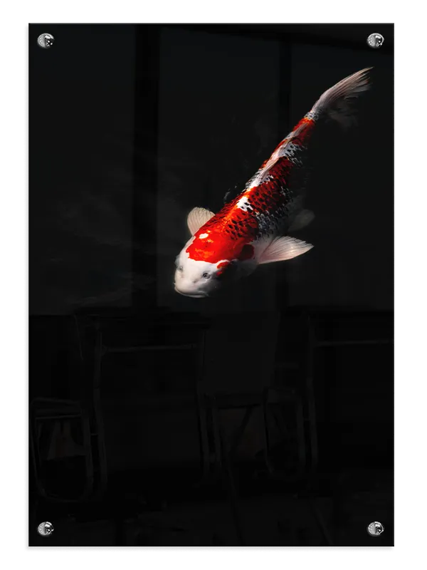 Koi Carp Plakat