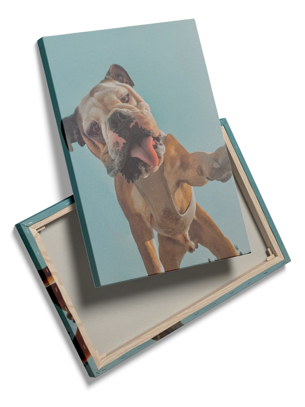 English Bulldog Plakat