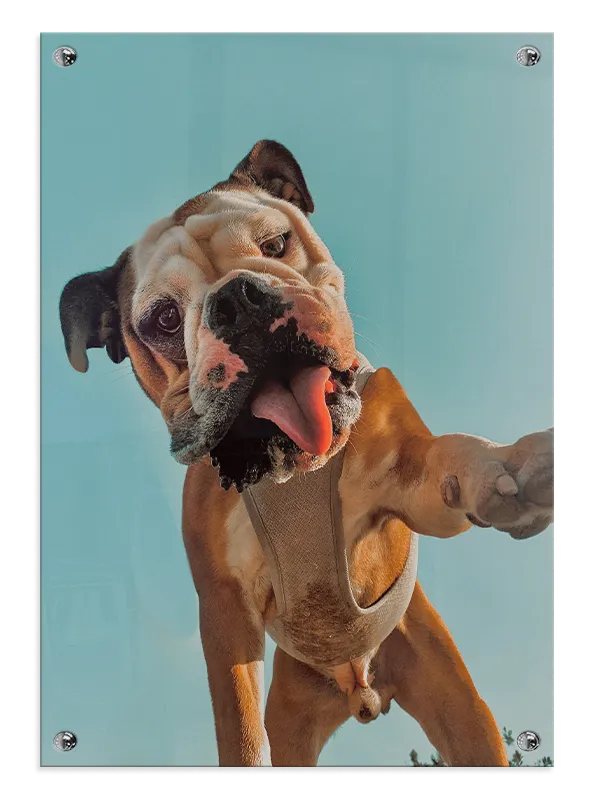 English Bulldog Plakat