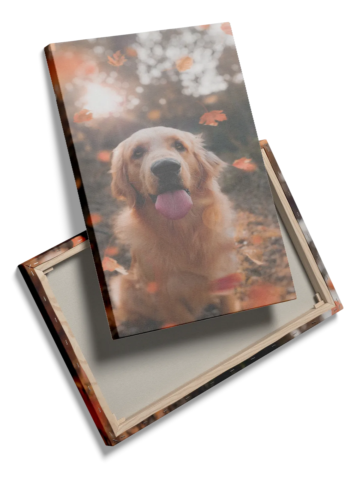 Golden Retriever Plakat