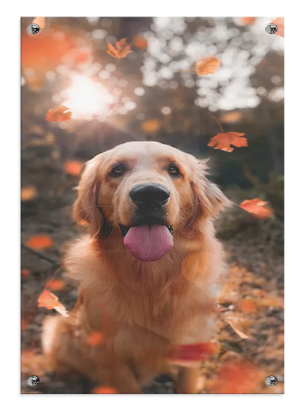 Golden Retriever Plakat