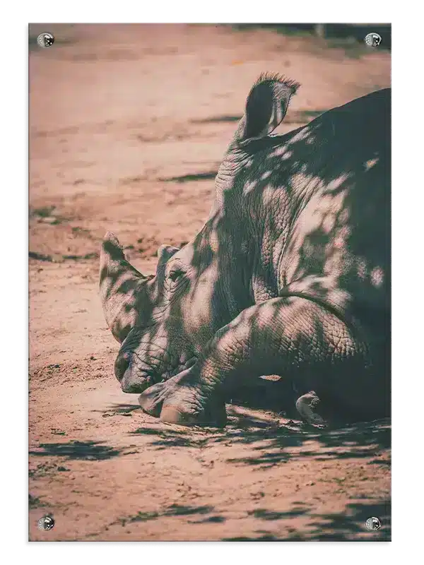 Resting Rhinoceros Plakat