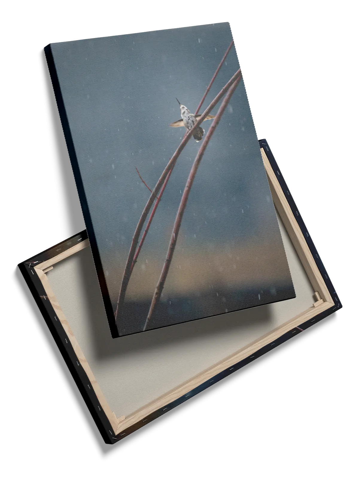 Hummingbird Plakat