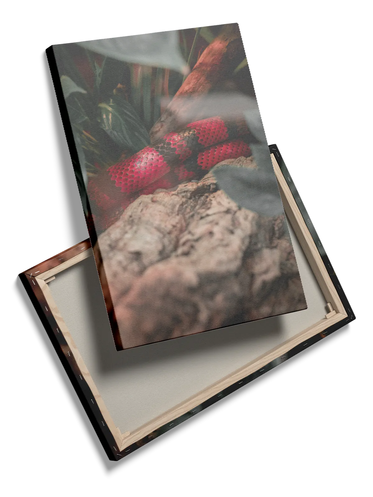 Coral Snake Plakat