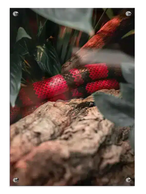 Coral Snake Plakat