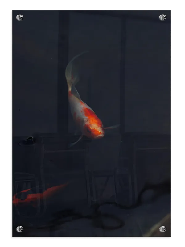Koi Fish Dark Water Plakat