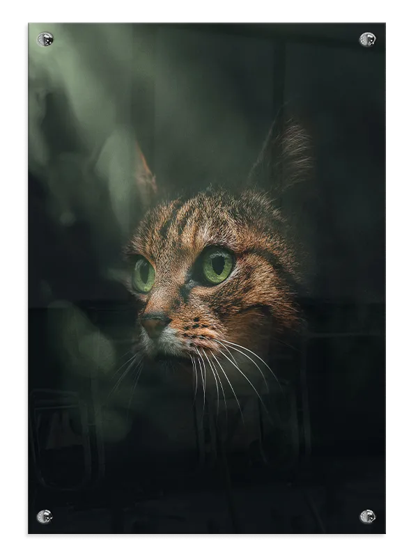 Tabby Cat Face Plakat