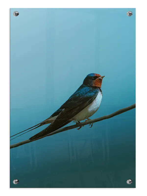 Ugle Barn Swallow Plakat