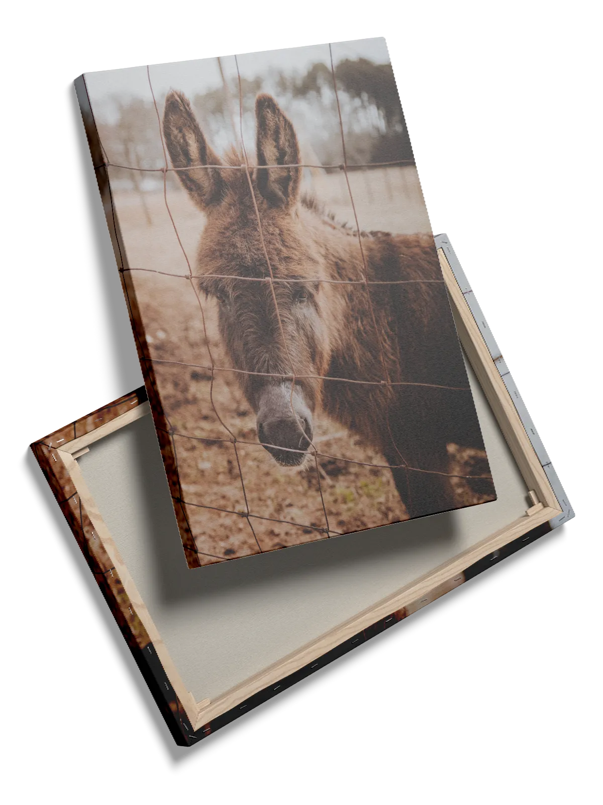 Æsel Donkey Behind Fence Plakat