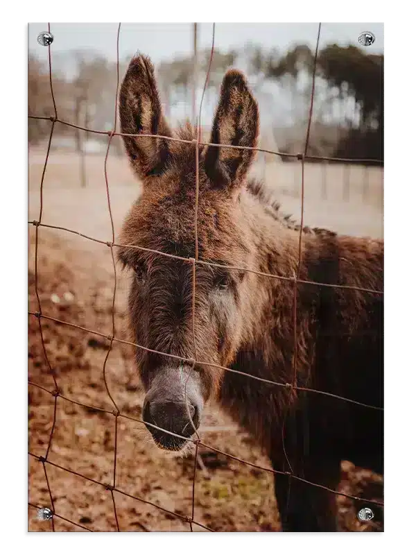 Æsel Donkey Behind Fence Plakat