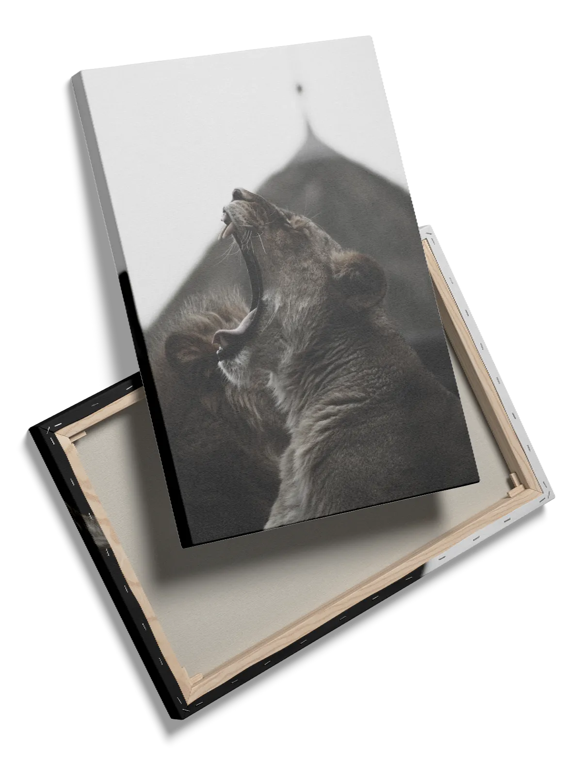 Yawning Lioness Plakat