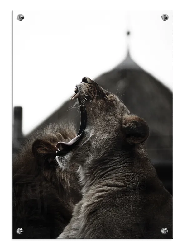 Yawning Lioness Plakat