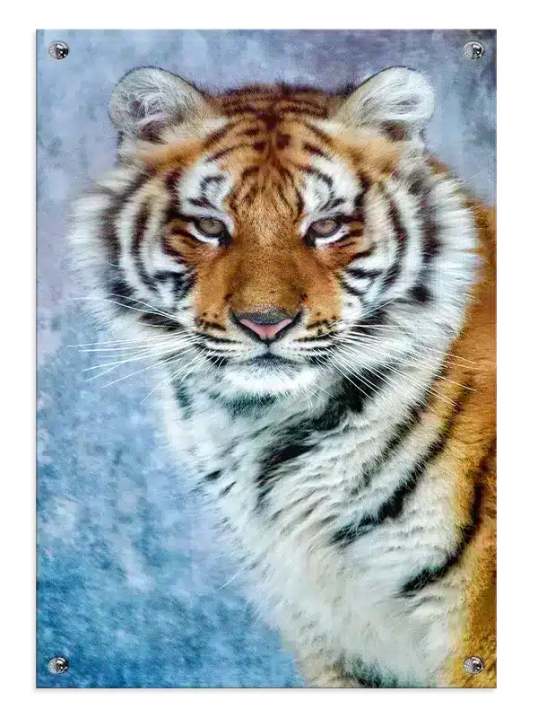 Tiger Close Up Plakat