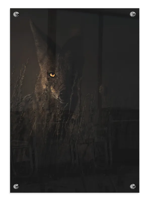 Kat Coyote Plakat