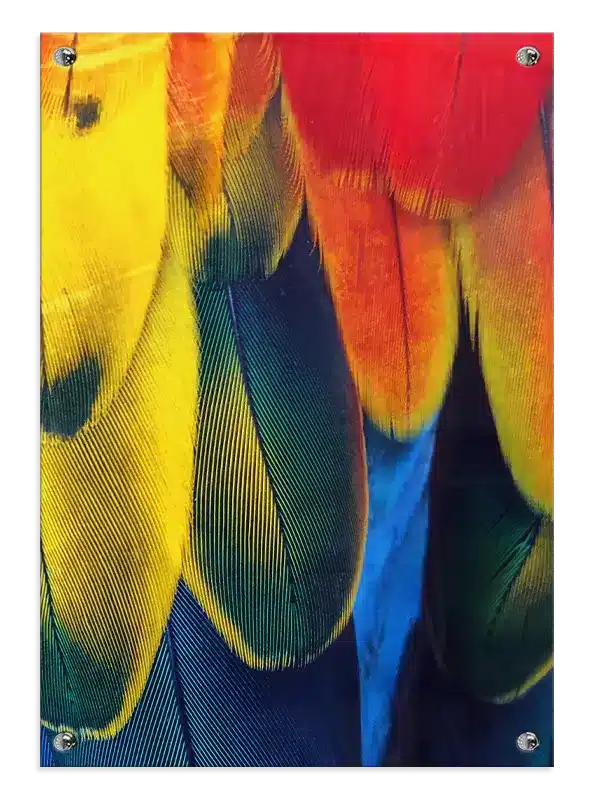 Fugl Macaw Feathers Plakat