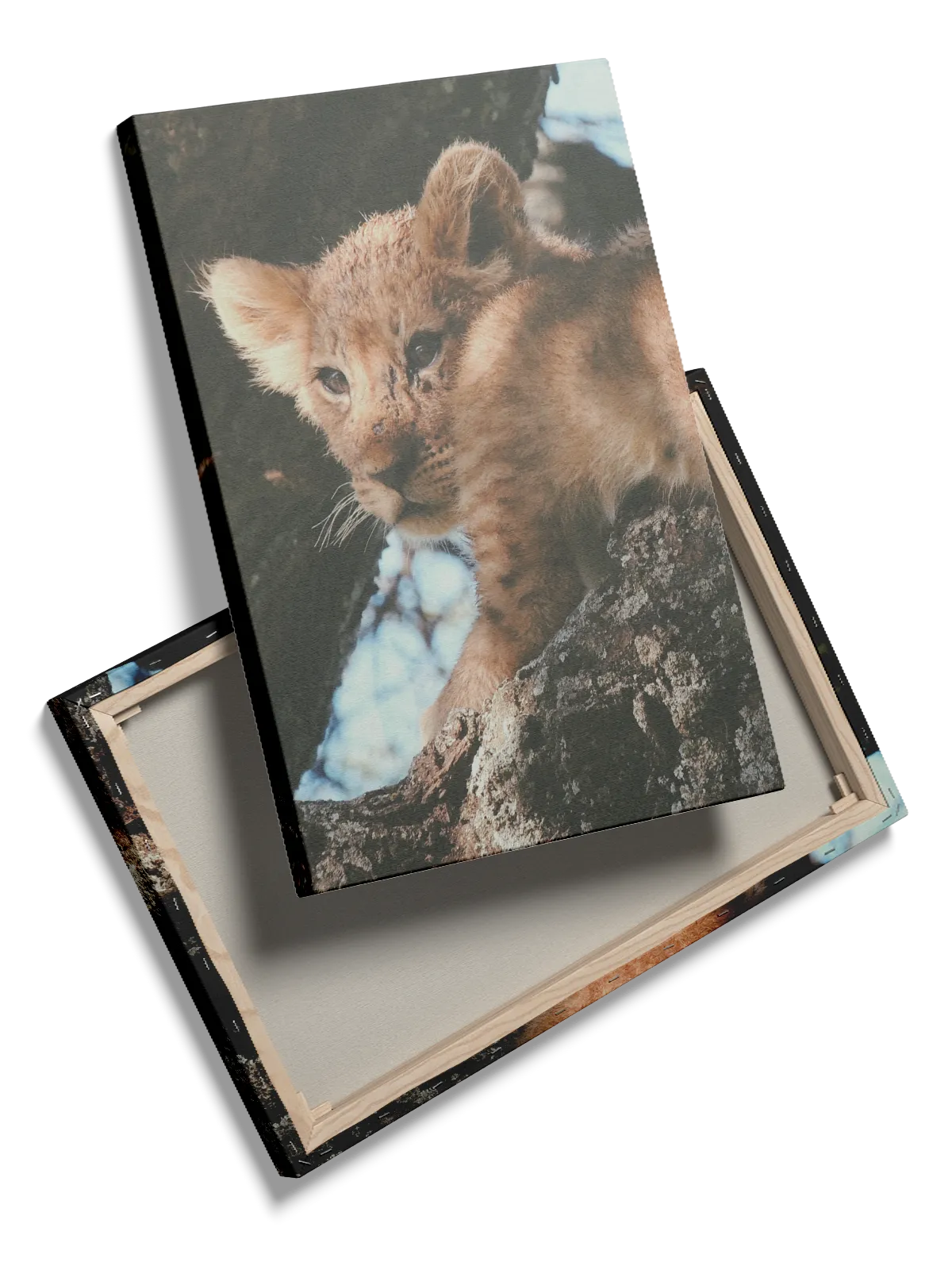 Lion Cub Plakat