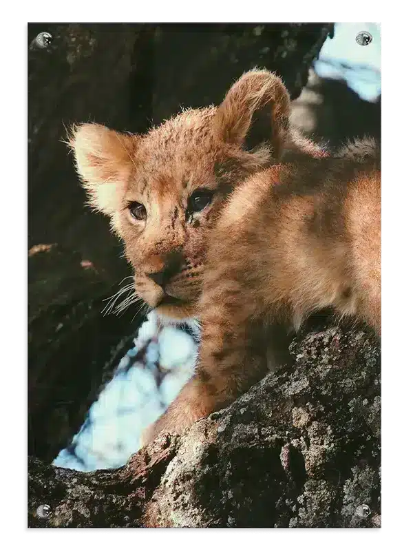 Lion Cub Plakat