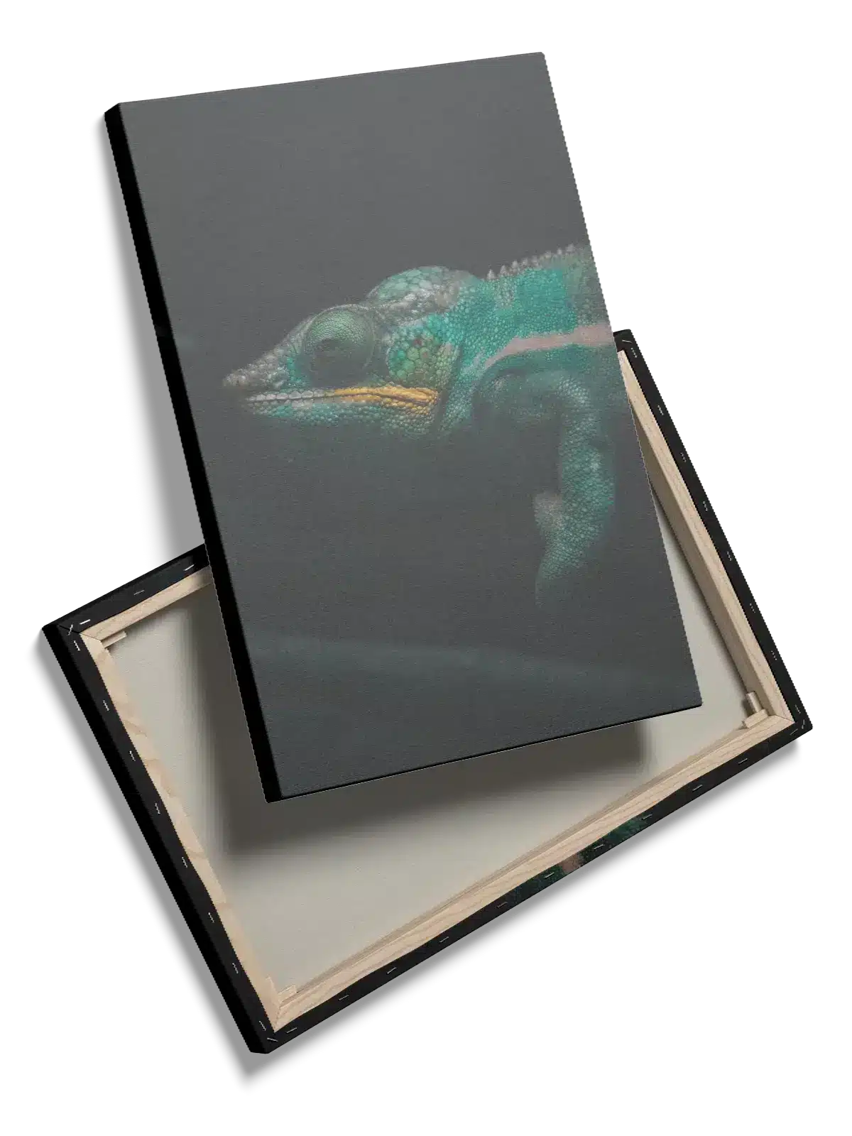 Kat Veiled Chameleon Plakat