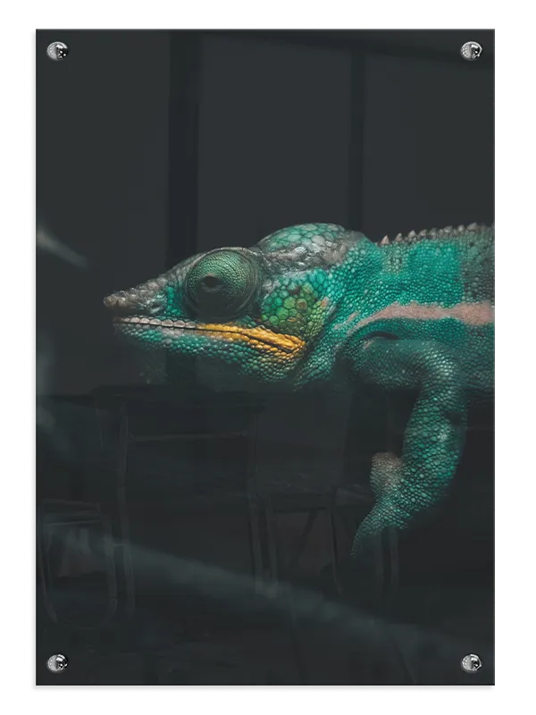 Kat Veiled Chameleon Plakat