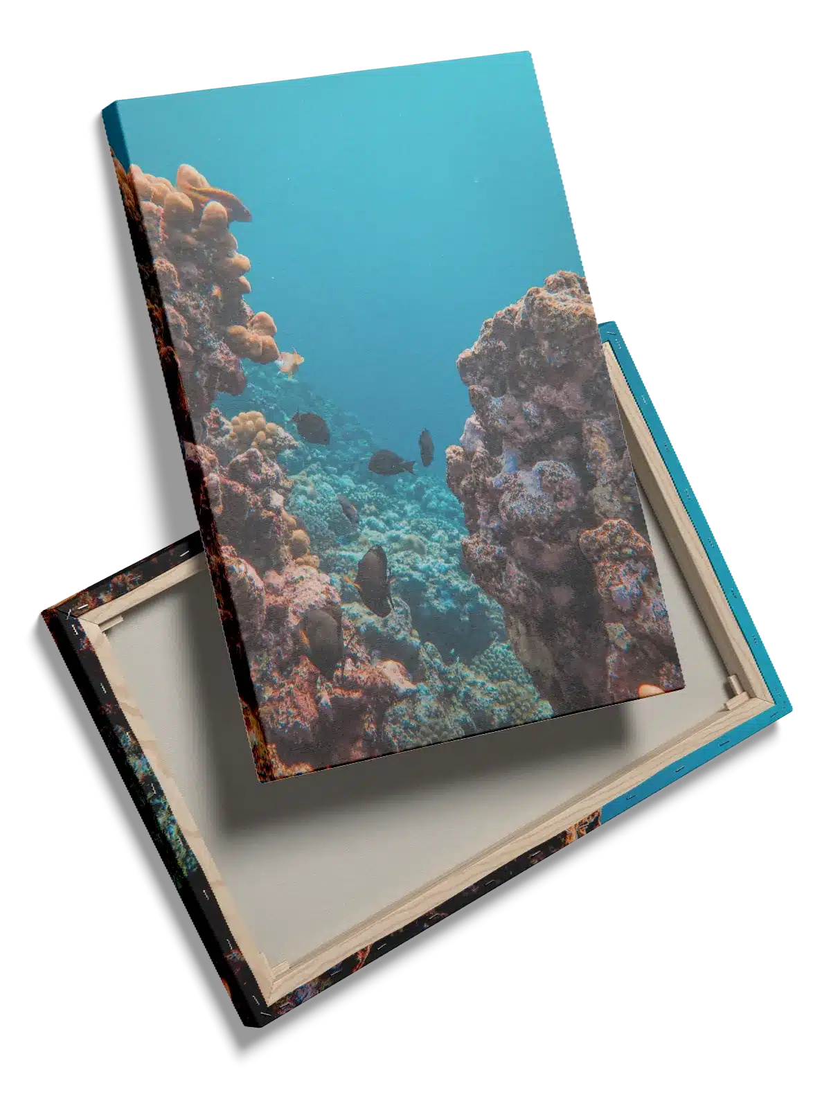 Coral Reef Fish Plakat
