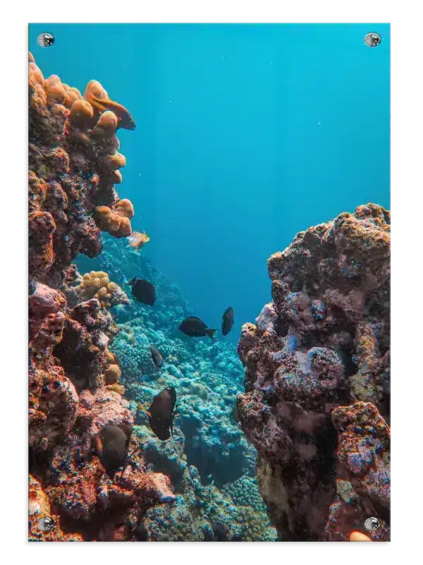 Coral Reef Fish Plakat